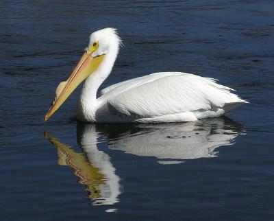 white pelican sd 3.jpg