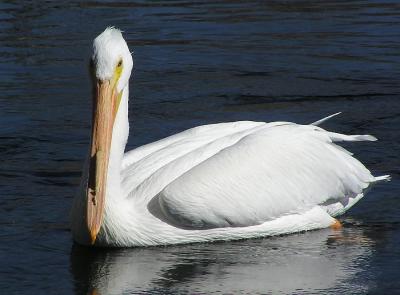 white pelican sd 4.jpg