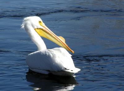 white pelicans sd.jpg