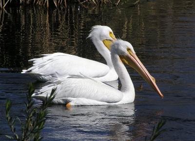 white pelicans sd 2.jpg