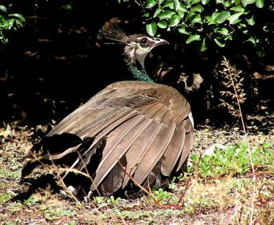 u39/lesliej/medium/32423207.peahensunbathing.jpg