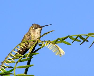 annas_hummer_in_tipu_tree