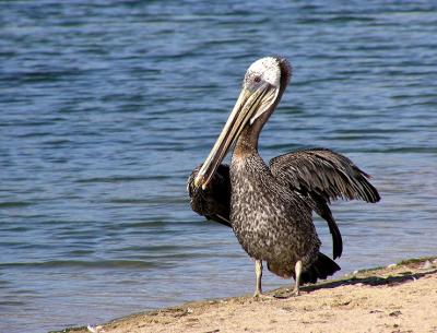 u39/lesliej/medium/32479017.brownpeli.jpg