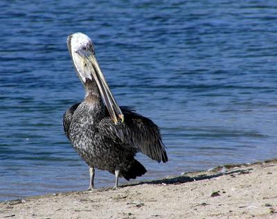 u39/lesliej/medium/32479019.brownpelipreening.jpg