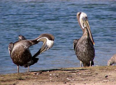 brown_pelicans_at_malibu_aug_04