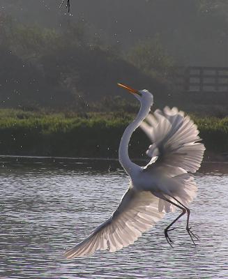 great egret backlit in flight.jpg