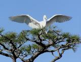 great egret wings jg.jpg