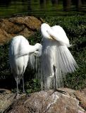 great egrets preening 3 jg.jpg