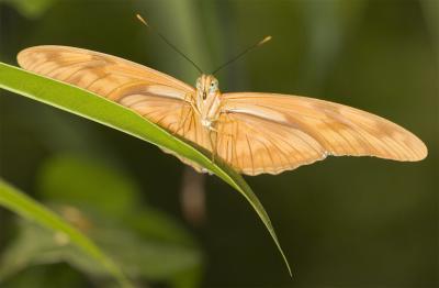 u39/lhagadorn/medium/39413694._MG_2806.jpg