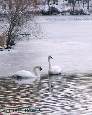 Elkhorn Swans Ice 961