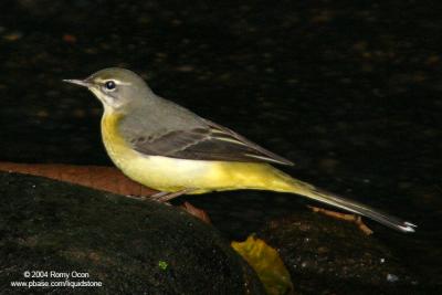 Grey Wagtail

Scientific name - Motacilla cinerea

Habitat - Streams and forest roads at all elevations.