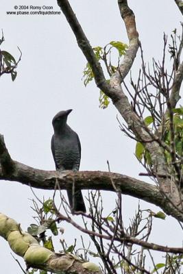 Bar-bellied Cuckoo-shrike (Female)

Scientific name - Coracina striata striata

Habitat - Forest and forest edge.