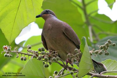 White-eared Brown-dove 
(a Philippine endemic) 

Scientific name - Phapitreron leucotis 

Habitat - Common in a wide range, from second growth to montane forest to 1600 m. 

