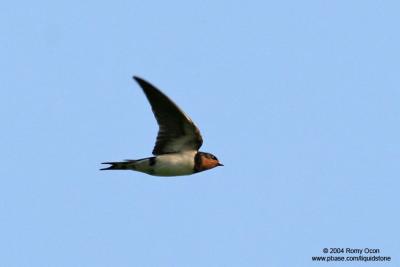 Barn Swallow 

Scientific name - Hirundo rustica 

Habitat - Coast to above the forest in high mountains.

