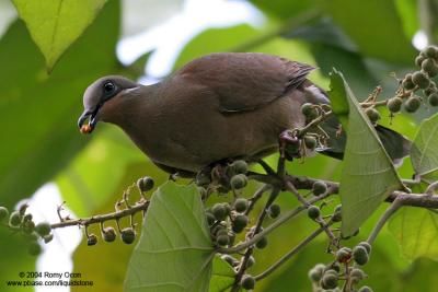 White-eared Brown-dove 
(a Philippine endemic) 

Scientific name - Phapitreron leucotis 

Habitat - Common in a wide range, from second growth to montane forest to 1600 m. 

