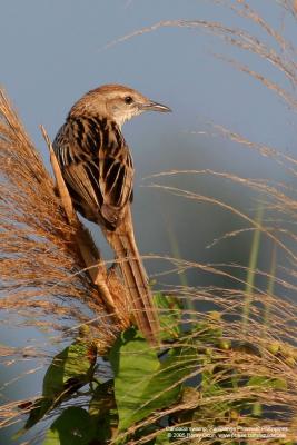 Striated Grassbird 

Scientific name - Megalurus palustris 

Habitat - Grasslands, ricefields and open country. 

[400 5.6L + Tamron 1.4x TC]
