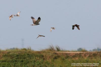 Pied Harrier
(Female, chasing wild ducks)

Scientific name - Circus melanoleucos

Habitat - Wetlands, drier grasslands and open country. 

[400 5.6L + Tamron 1.4x TC]
