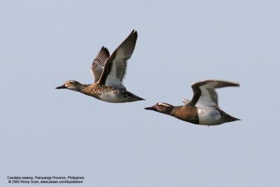 Garganey
(Female at left, male at right)

Scientific name - Anas querquedula

Habitat - Freshwater marshes and shallow lakes.

[400 5.6L + Tamron 1.4x TC]
