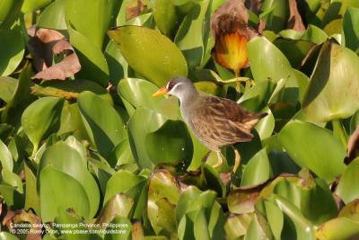 White-browed Crake

Scientific name - Porzana cinerea

Habitat - wide variety of wetlands. 

[400 5.6L + Tamron 1.4x TC] 
