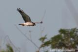 Pied Harrier
(Female)

Scientific name - Circus melanoleucos

Habitat - Wetlands, drier grasslands and open country. 

[400 5.6L + Tamron 1.4x TC]

