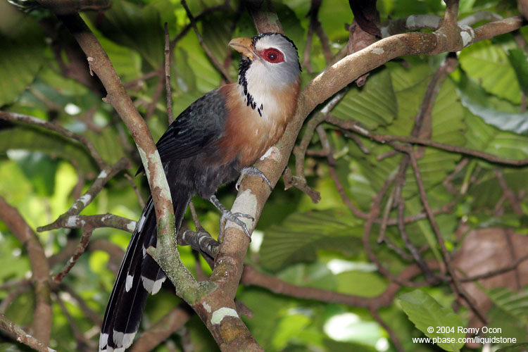 Scale-feathered Malkoha