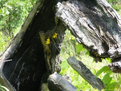 Posies 145.jpg