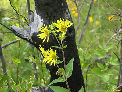 Posies 183.jpg