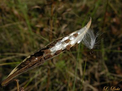 DeaD River Trail 139a.jpg