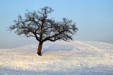 The Well-Tracked Tree