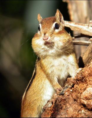 chipmunk 0296.JPG