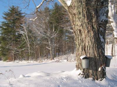 maple sap buckets 3042.JPG