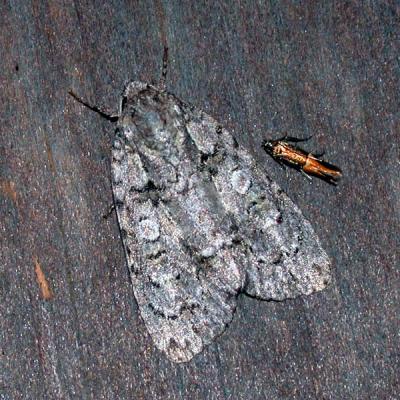 Unidentified Moths - Any Help Appreciated