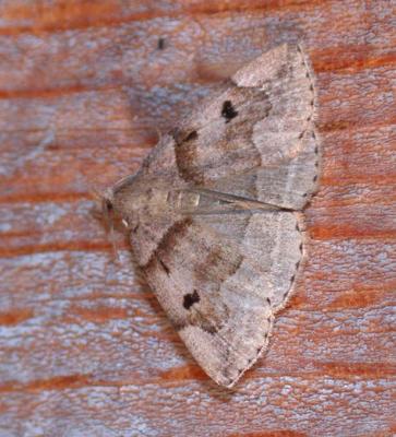 moth unk 4374.JPG