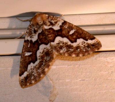 moth unk 4404.JPG