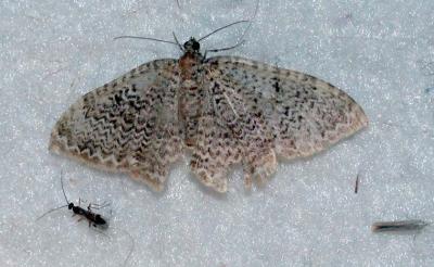 moth unk 4619.JPG