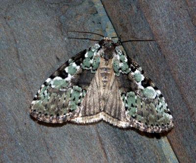 moth unk 4647.JPG