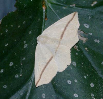 moth unk 4668.JPG