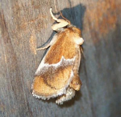 moth unk 4684.JPG