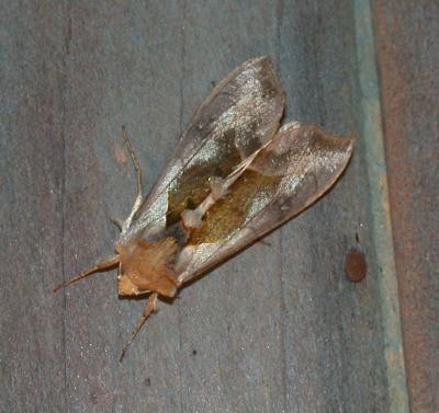 moth unk 4888.JPG