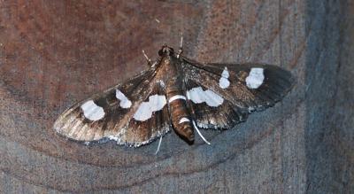 moth unk 5089.JPG