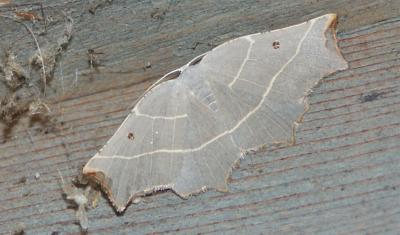 moth unk 5146.JPG