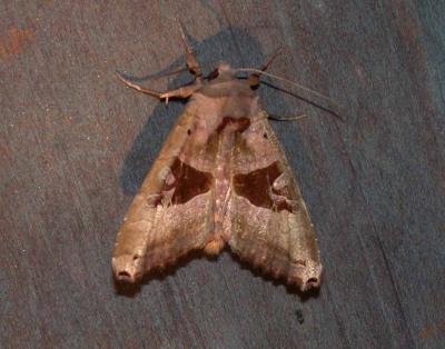 moth unk 5169.JPG