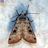 moth unk 4367.JPG