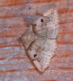 moth unk 4374.JPG
