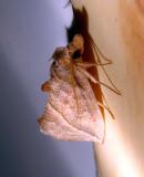 moth unk 4375.JPG