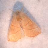 moth unk 4486.JPG