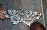 moth unk 4658.JPG