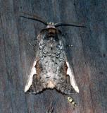moth unk 4659.JPG