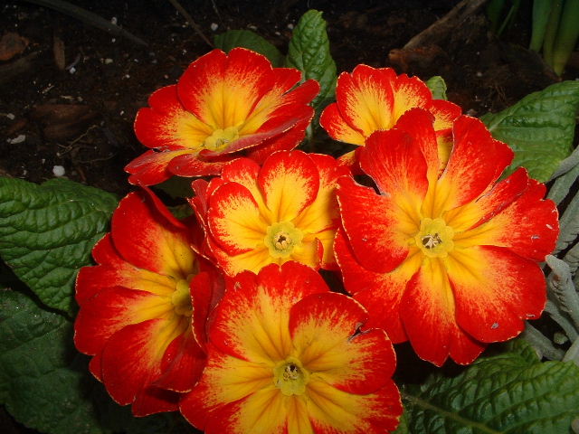 DSCF0040.JPG