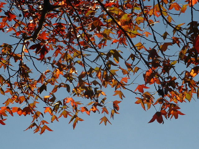 DSCF0063.JPG